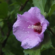 pinkish purple bloom