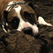 closeup of dog's face