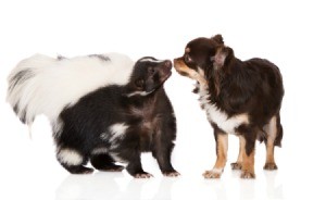 Chihuahua and skunk touching noses