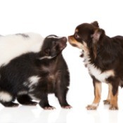 Chihuahua and skunk touching noses