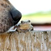 Close-up of dog's nose sniffing a toad