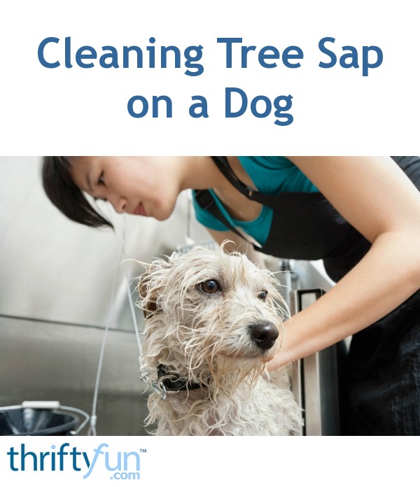 Cleaning Tree Sap on a Dog ThriftyFun