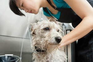 Woman giving a white dog a bath