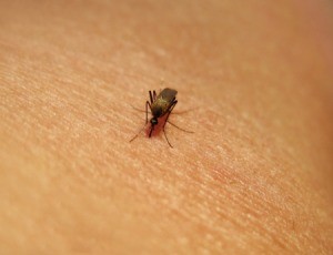 Close-up of mosquito on human skin