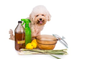 Small white dog seated, surrounded by apple cider vinegar, lemongrass, lemons, etc.