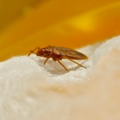 Preventing a Bedbug Infestation