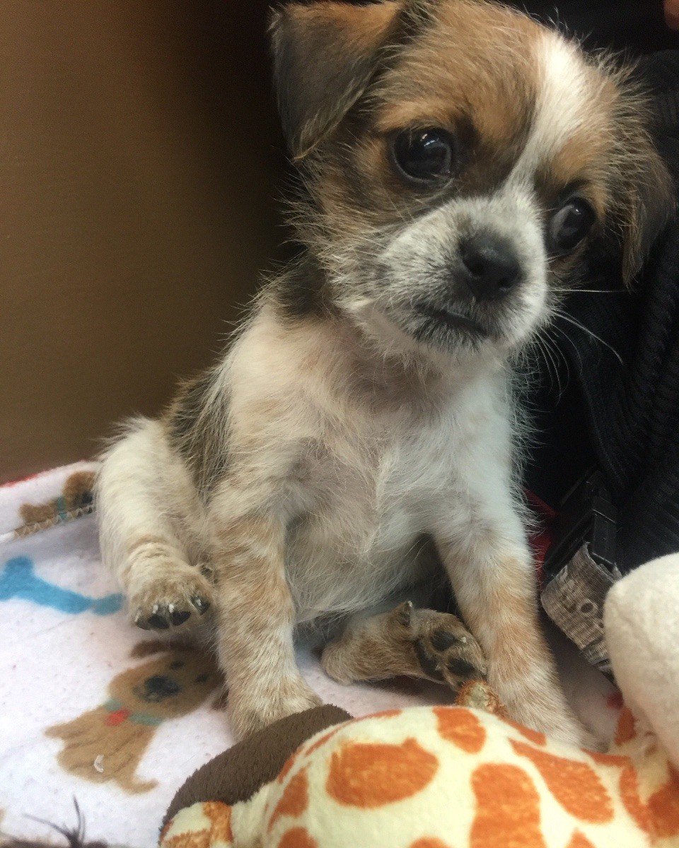 what is my puppy mixed with