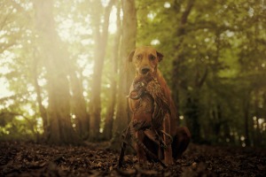 Removing Dead Animal Smells from a Dog