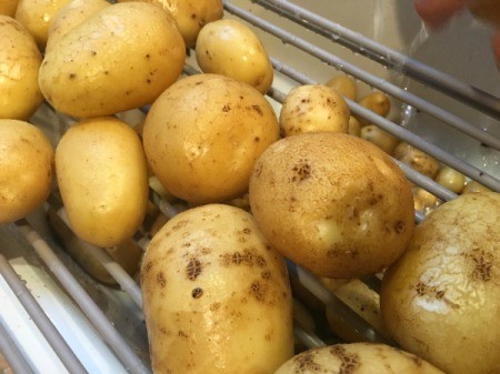 Harvesting Potatoes from a Potato Tower