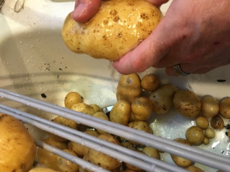 Harvesting Potatoes from a Potato Tower
