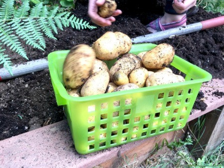Harvesting Potatoes from a Potato Tower