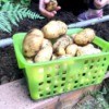 Harvesting Potatoes from a Potato Tower