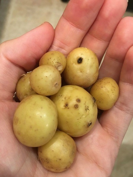 Harvesting Potatoes from a Potato Tower