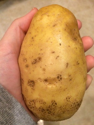 Harvesting Potatoes from a Potato Tower