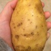 hand holding a potato