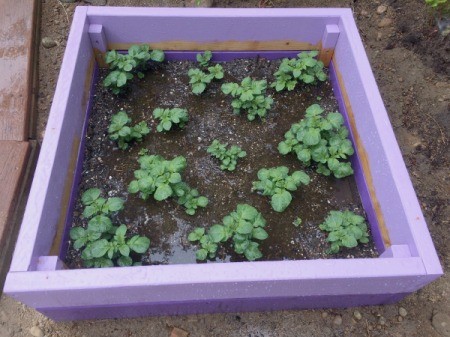 Stackable Potato Tower