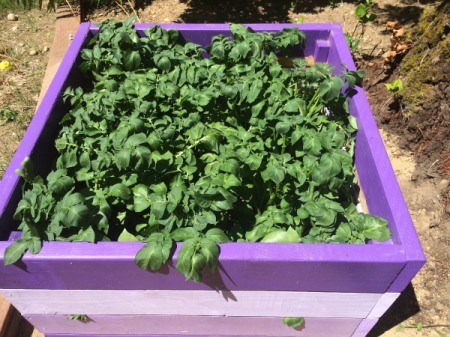 Stackable Potato Tower