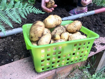 Stackable Potato Tower