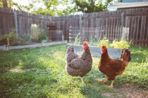 Salmonella Concerns with Backyard Chickens
