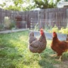 Salmonella Concerns with Backyard Chickens
