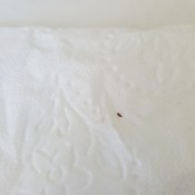 tiny bug on white background
