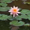 pink lotus