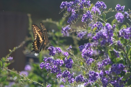 butterfly on bush with purple blooms