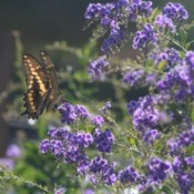 butterfly on bush with purple blooms