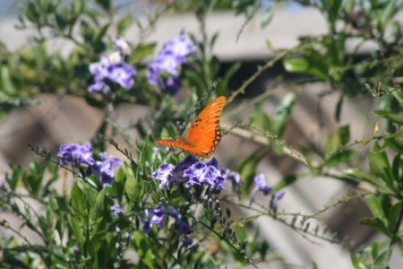 orange butterfly on purple flowers