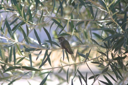 hummingbird on olive tree branch