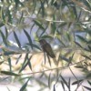 hummingbird on olive tree branch