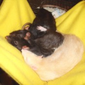 three rats cuddled up in a sling