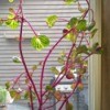 leggy plant with dark pink stems and light green leaves