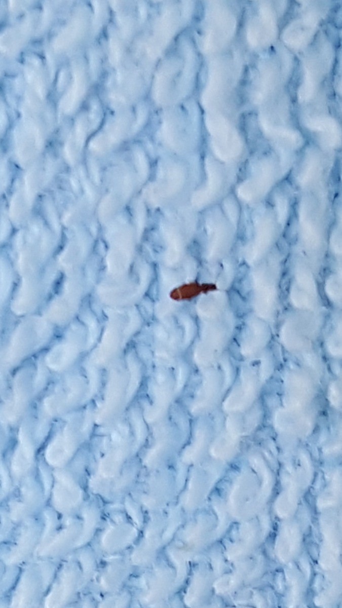 Identifying A Tiny Brown Bug? | ThriftyFun