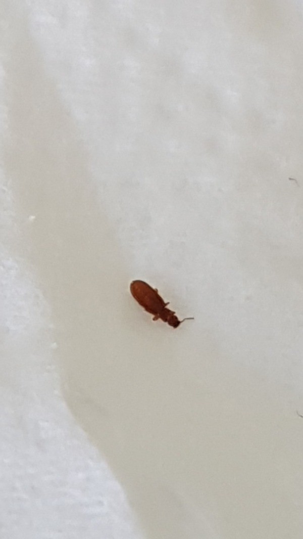 little brown beetles in bedroom