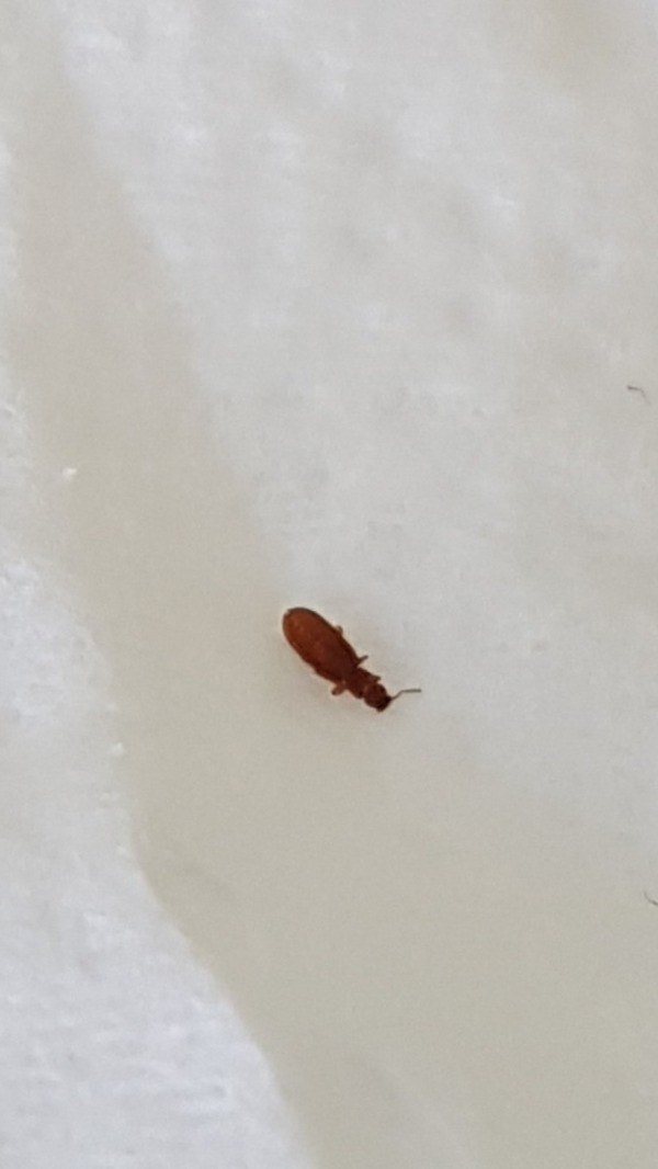 Identifying a Tiny Brown Bug ThriftyFun