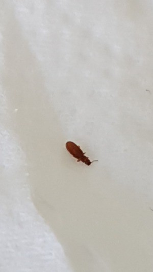 tiny brown bug