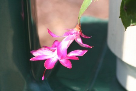 hot pink and white cactus bloom