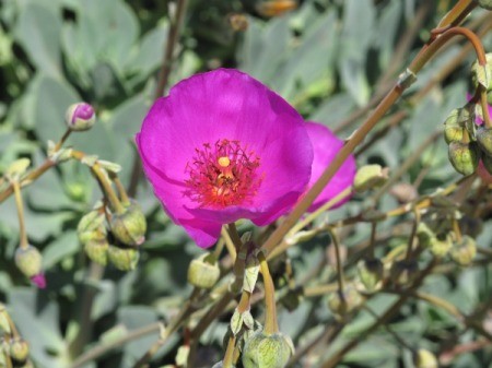 neon dark pink flower