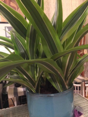 plant with long variegated striped green leaves, similar to corn plant