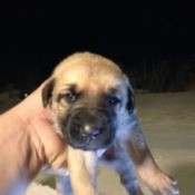 What Breed Is My Dog?