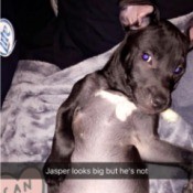 Is My Puppy a Full Blooded Pit?