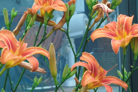 Gardening with Native Plants