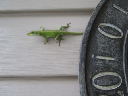 A small green gecko on the side of a house.