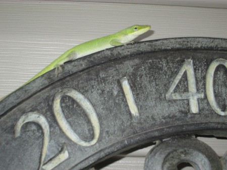 A small green gecko on the side of a house.