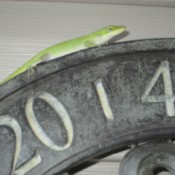 A small green gecko on the side of a house.