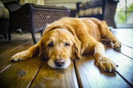 Senior dog laying on wood floor in home, looking sad