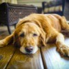Senior dog laying on wood floor in home, looking sad