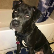 Is My Pit Bull Full Blooded?