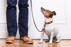 dog on lease looking up at owner